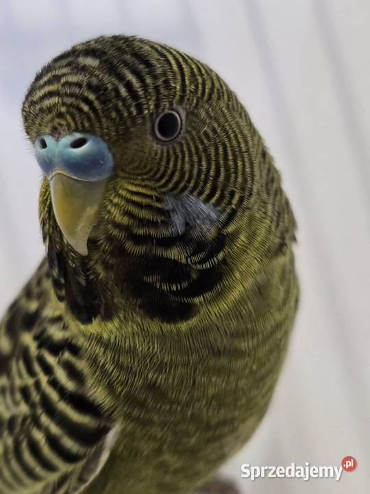 papużka falista blackface łatwo się oswaja może Bolesławiec