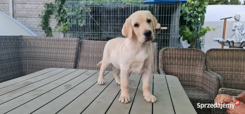 Labrador retriever szczeniaki biszkoptowe FCI Labrador dolnośląskie Milicz