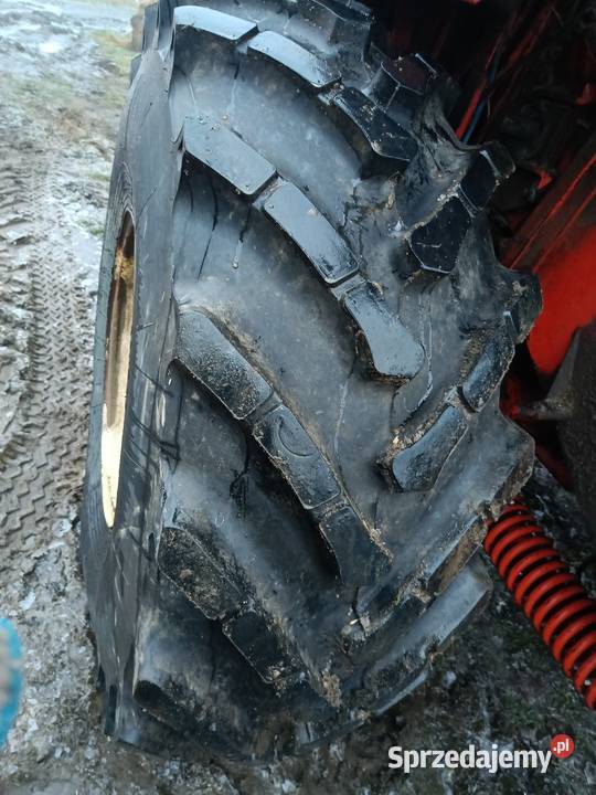 Bizon Z056 Super szuka domu Zbożowe Lubieszyn