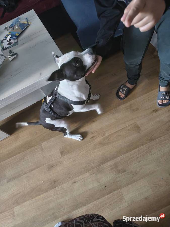 Suczka amstaff z rodowodem Jarocin sprzedam
