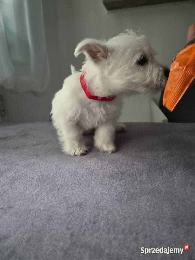 West Highland White Terrier Ustka