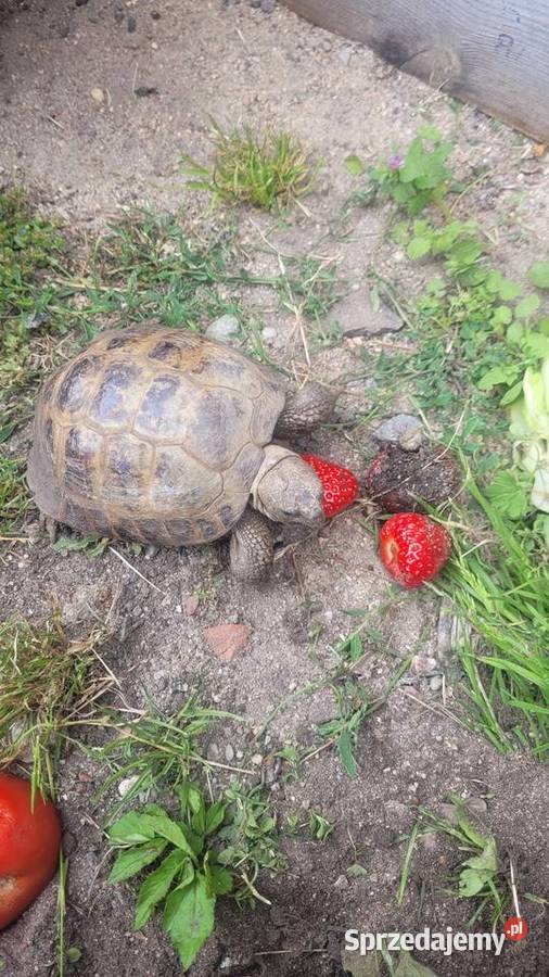 Żółw stepowy Sławno