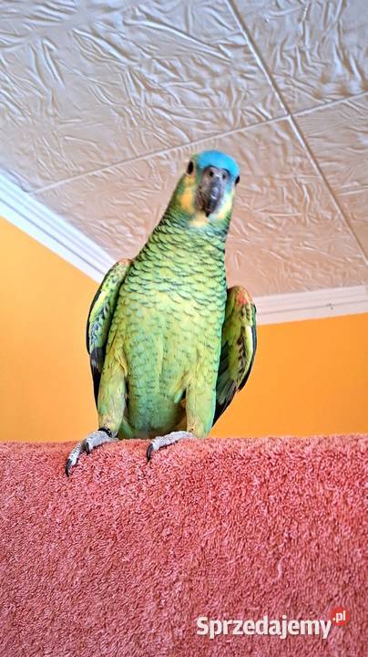Sprzedam amazonkę niebieskoczelną samiec Ptaki Pabianice