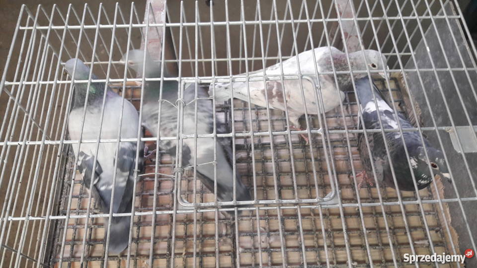 Gołębie pocztowe rozpłodowe Domatków sprzedam