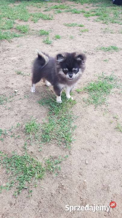 Śliczna suczka Szpic Miniaturowy Pomeranian mazowieckie