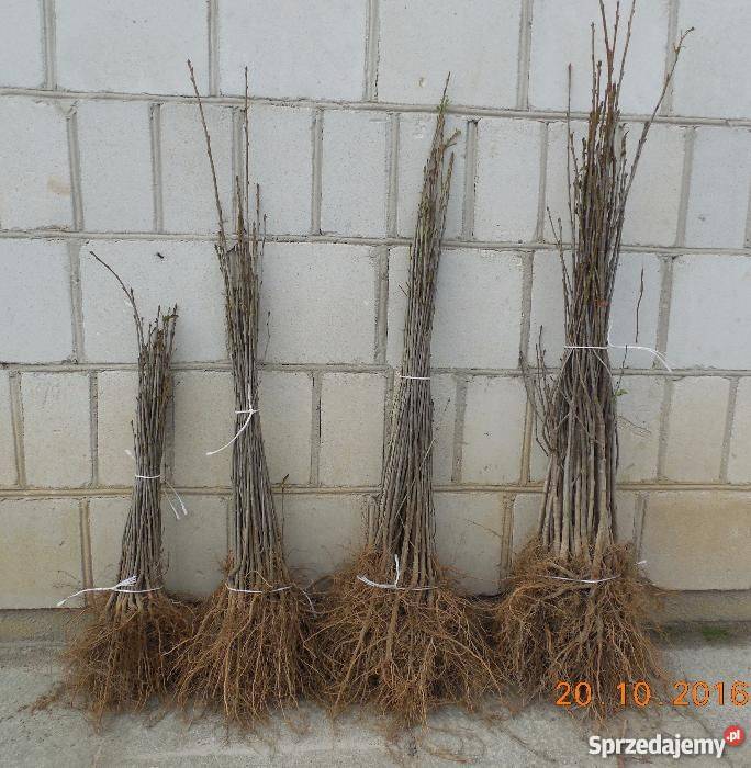 Podkładki generatywne jesień 2016 Bychawa sprzedam