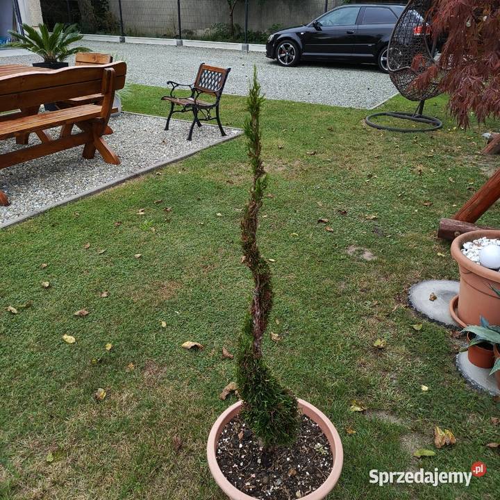 tuja szmaragd świderek ozdoba ogrodu Chełm Śląski sprzedam