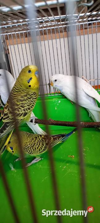 Papugi faliste Ptaki