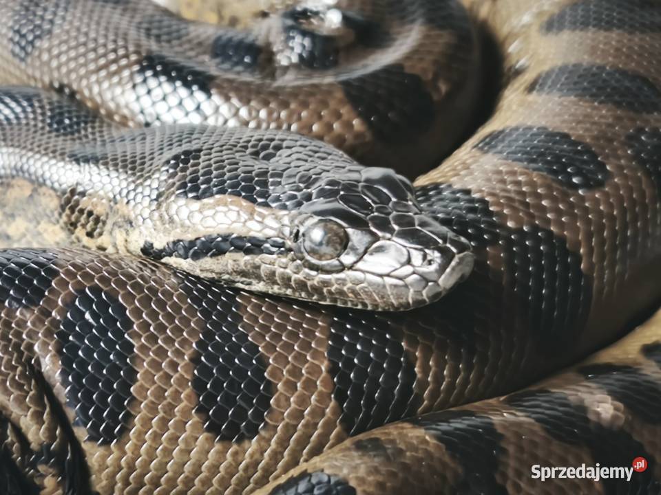 anakonda zielona młody osobnik samica Wałbrzych sprzedam