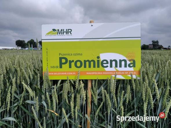 Pszenica ozima MHR PROMIENNA Zboża Garwolin sprzedam