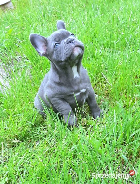 Buldog francuski mega blue Pabianice