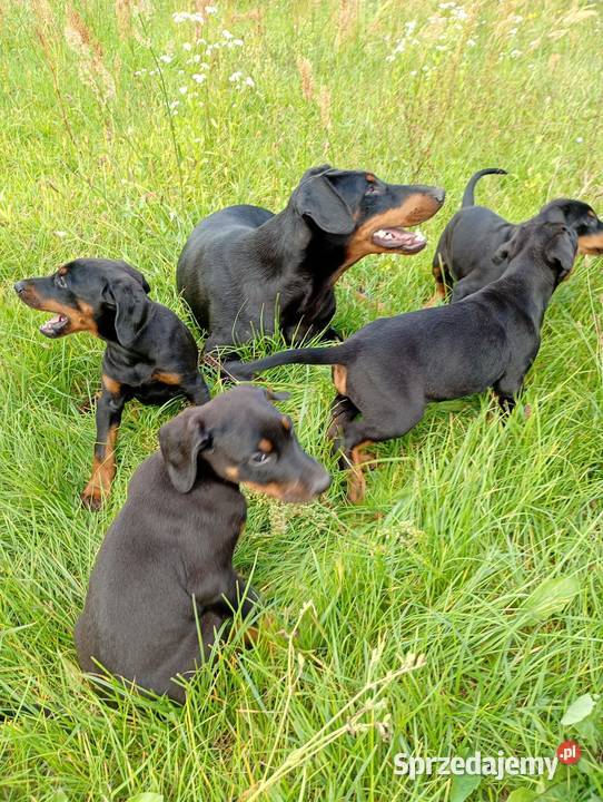 Dobermany szczeniaki mocne mazowieckie Ostrów Mazowiecka