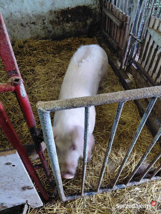 Sprzedam dwa tuczniki małopolskie Złota sprzedam
