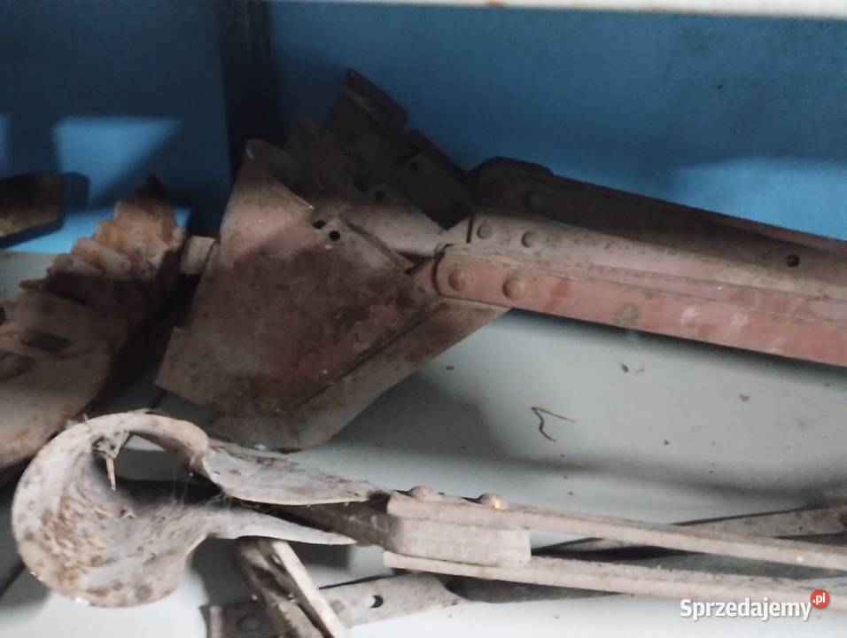 Redlice siewnik poznaniak Zambrów