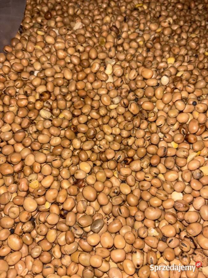 Sprzedam Bobik Umianowice