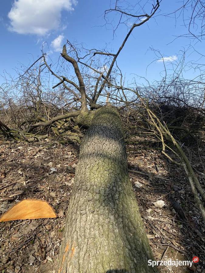 Olcha czarnacałe drzewa sprzedam