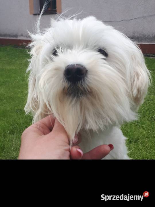 Maltańczyk suczka dorosła