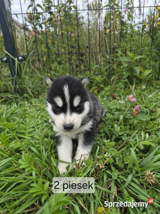 Szczeniaki Syberian Husky