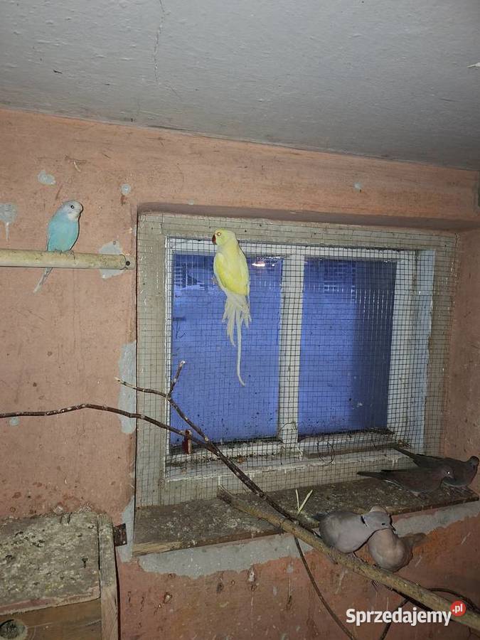 Aleksandreta żółty lubelskie Horodło