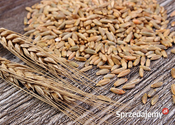 Żyto 2025 Międzyrzec Podlaski sprzedam