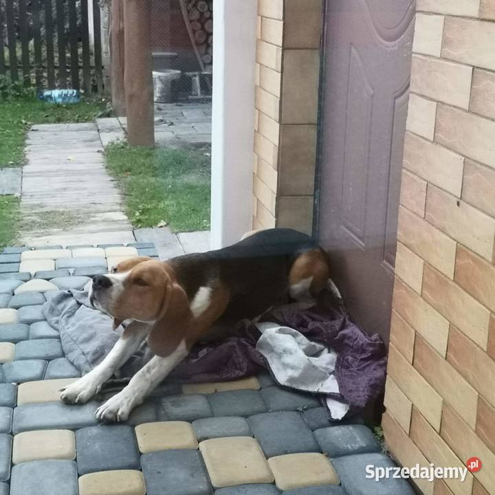 R w p r o d u k t o e Beagle randka pies mazowieckie
