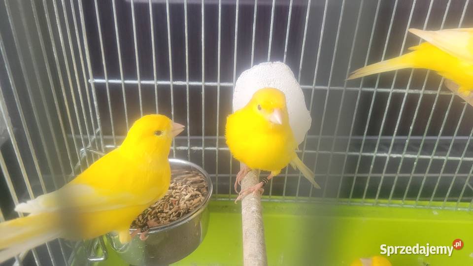 Kanarek samica Wieliczka