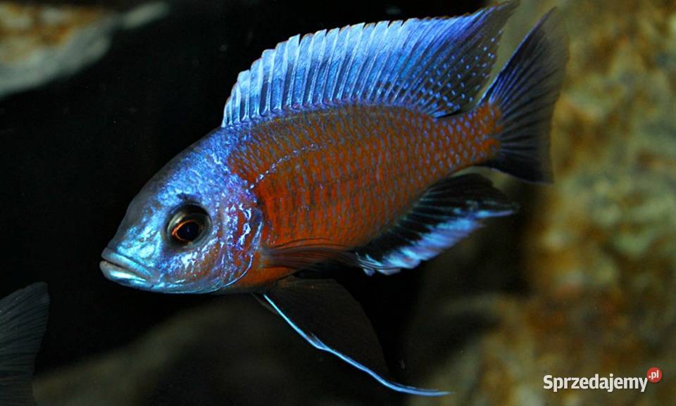 Pyszczak Borleya Copadichromis borleyi Pyszczaki pomorskie Gdańsk