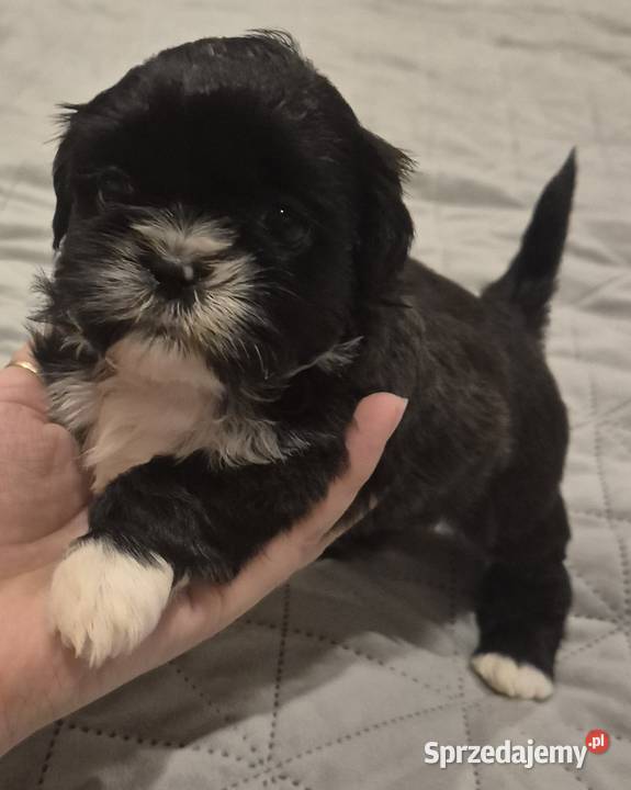 Piesek Shih tzu Dymnik