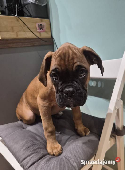 Bokser szczeniak o imieniu hodowlanym Boss Pabianice