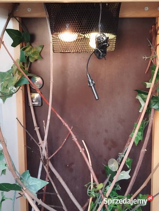 Terrarium kameleonajaszczurki duże wyposażone Spytkowice