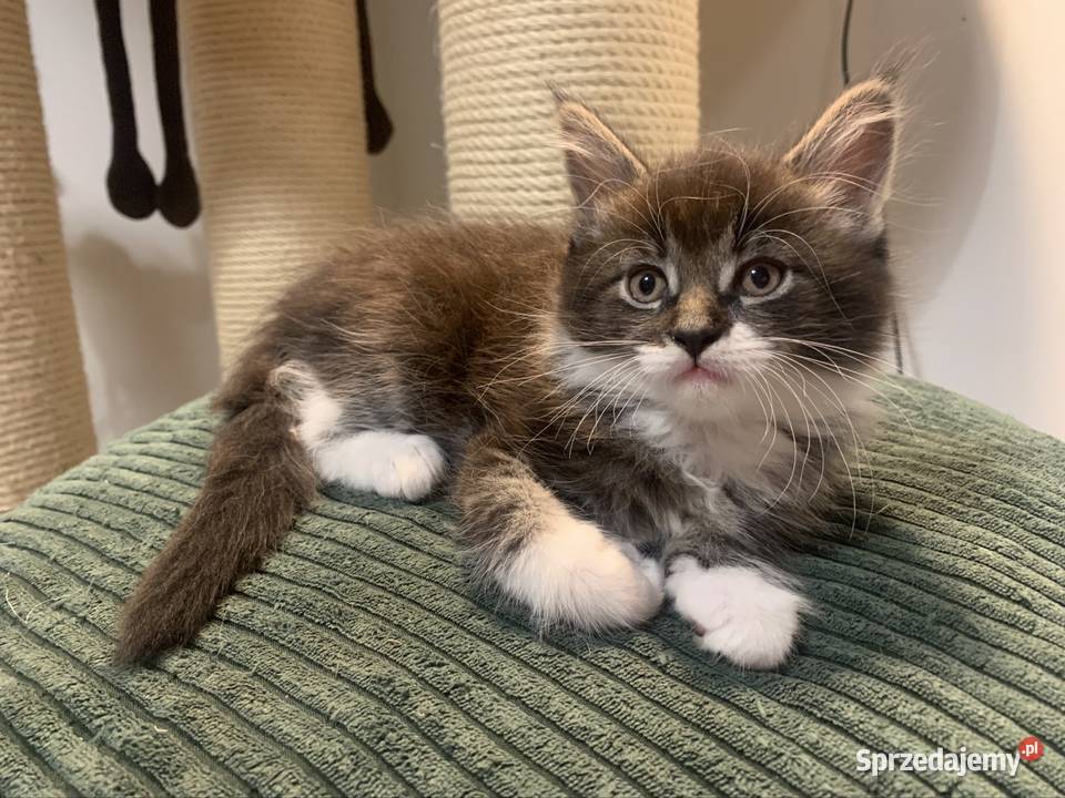 Maine Coon Kocur Czarno Biały Wybitne Maine Coon Warszawa