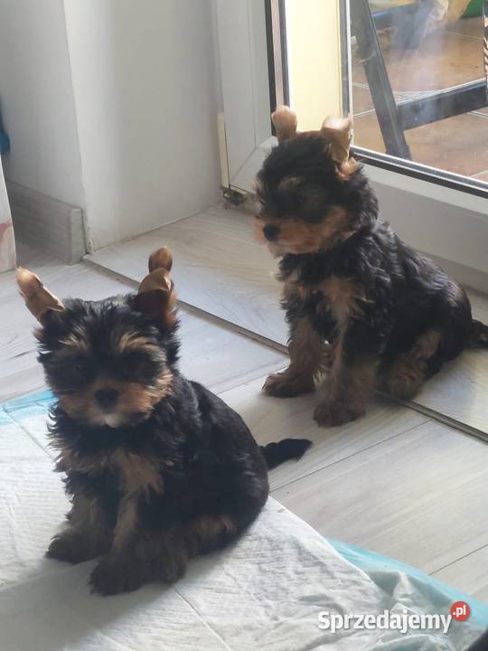 Yorkshire terrier Kórnik