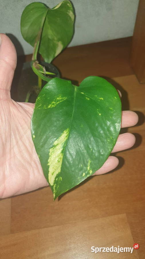 Epipremnum epi roślina rosnąca duże liście Warszawa