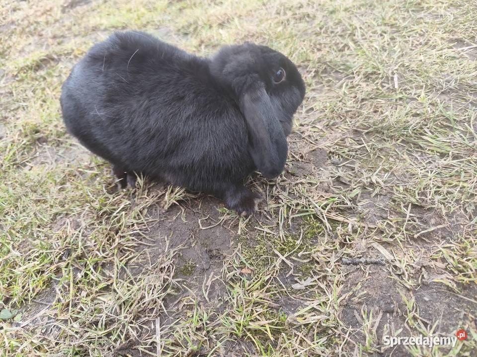 Czarny królik baranek samica sprzedam