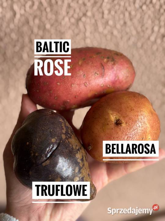 Sprzedam ziemniaki odmiana Bellarosa Baltic Rose podkarpackie Jarosław