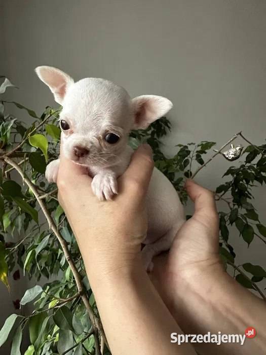 Maleńki szczeniak chihuahua Szczecin