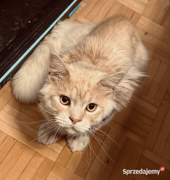 Reproduktor Maine Coon Wrocław