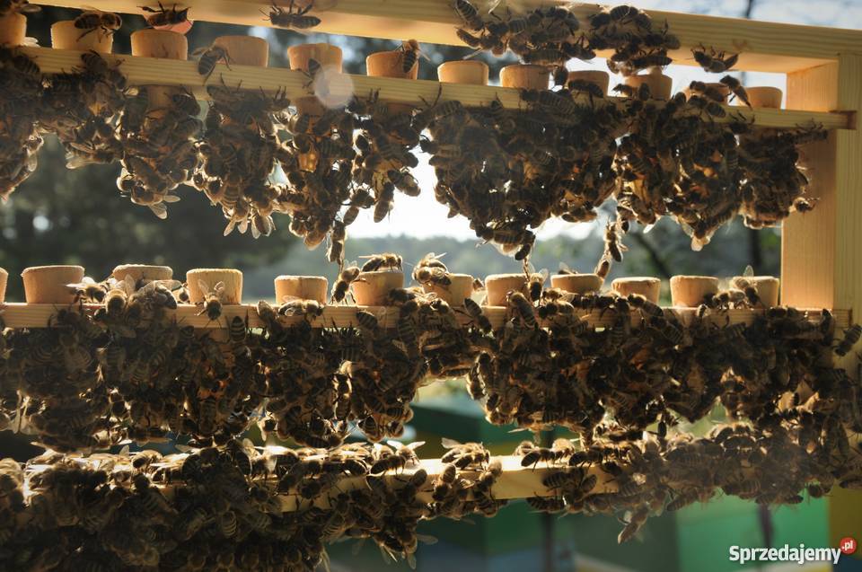 Matki Pszczele Odkłady Pszczele Pszczoły wielkopolskie