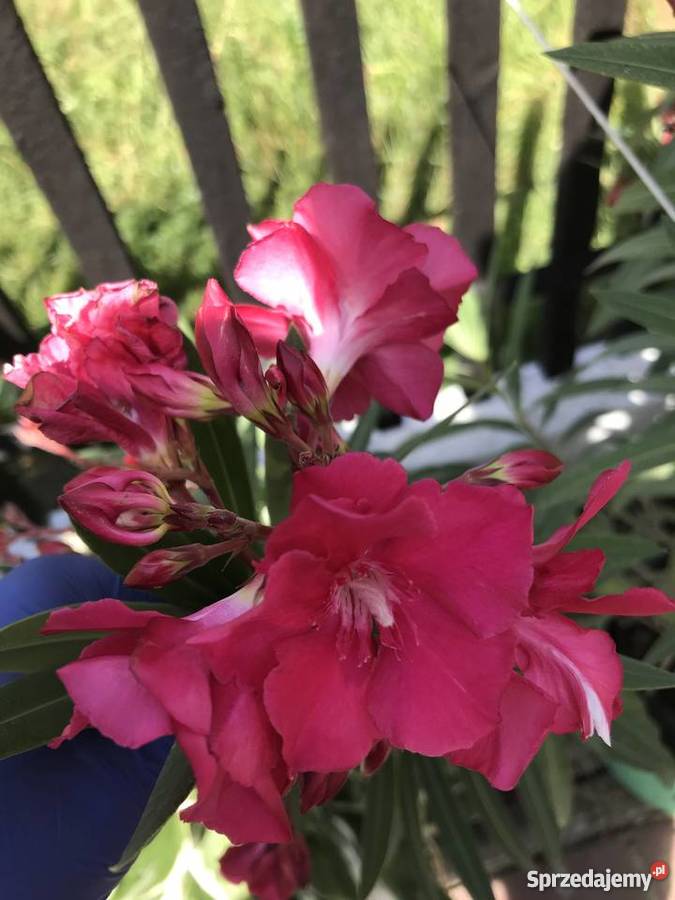 Sadzonki oleander małopolskie Brzeźnica