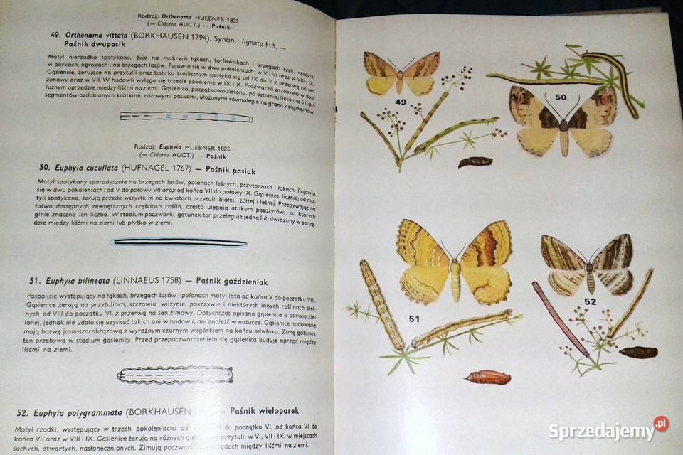 Motyle Polski Jerzy Heintze lubelskie Chełm