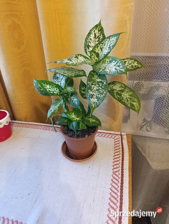 Szklanka 05 l na piwo Żywiec kwiatek liściasty Antyki, Sztuka, Kolekcje małopolskie Kraków