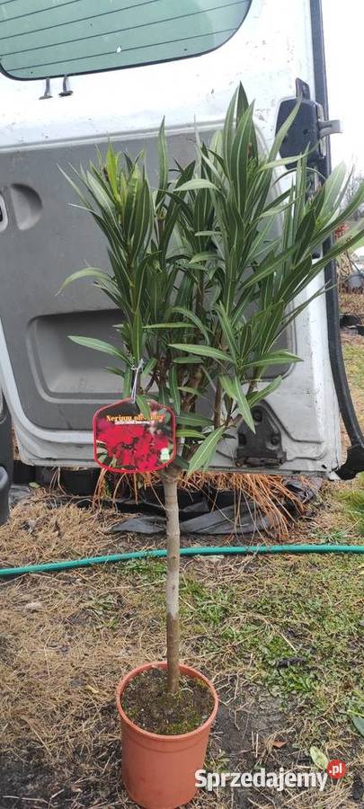 Rośliny szczepione Radymno