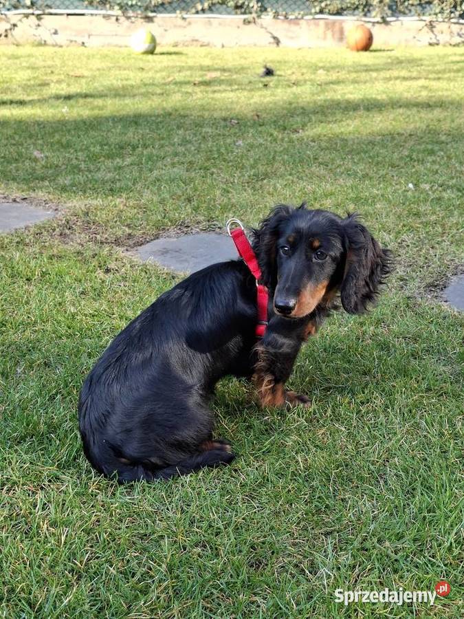 Jamnik długowłosy suczka 55 miesiąc Jamnik Żyrardów sprzedam