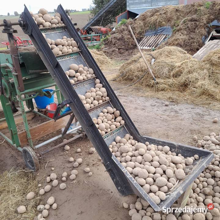 sortownik do ziemniaków kujawsko-pomorskie Nowe