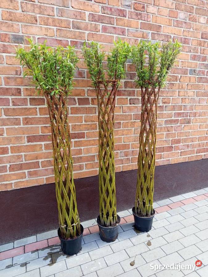 Wierzby plecione na sprzedaż sprzedam