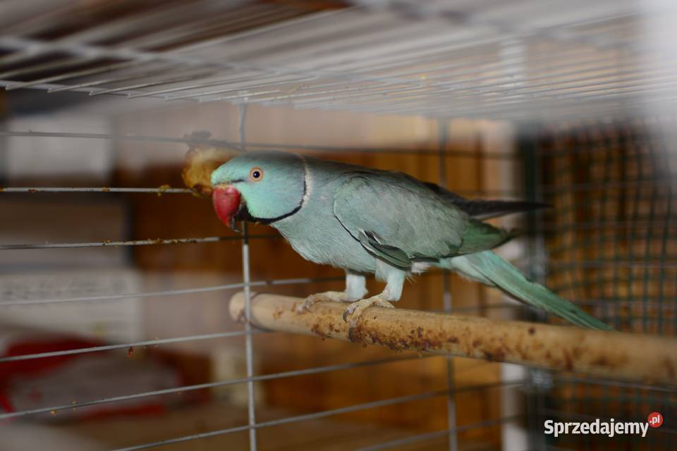 Aleksandreta obrożna oswojona Rzeszów