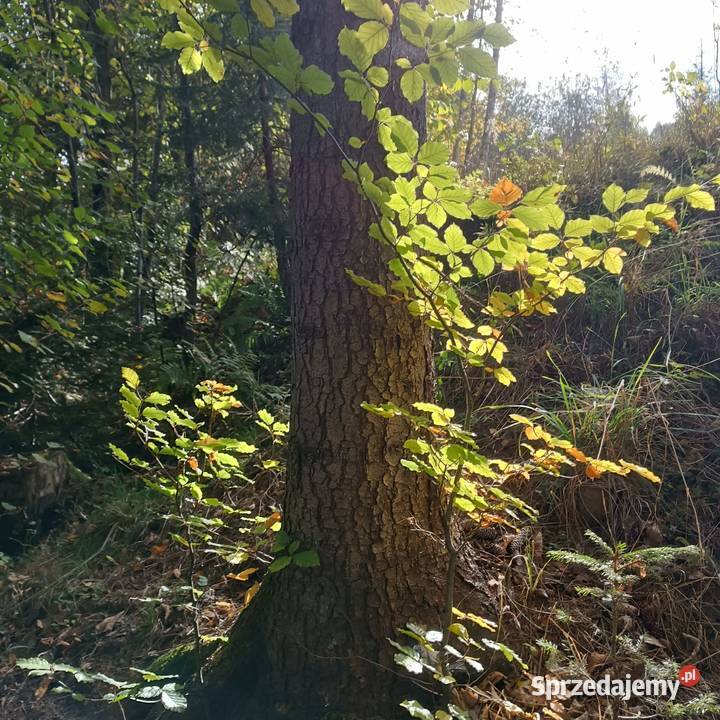 Sprzedam drzewo na pniu Kamesznica