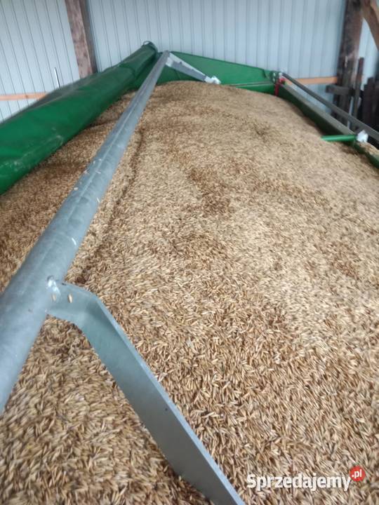 Sprzedam owies Puławy