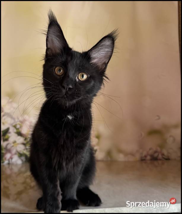Koteczka Maine Coon Kraków