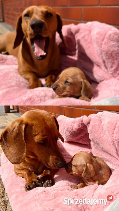 Śliczna suczka ruda miniaturka Kraków